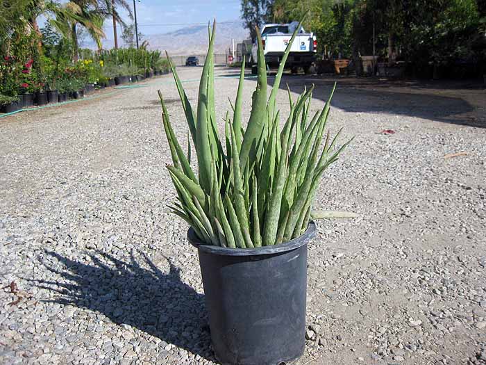 Aloe vera